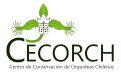 CECORCH